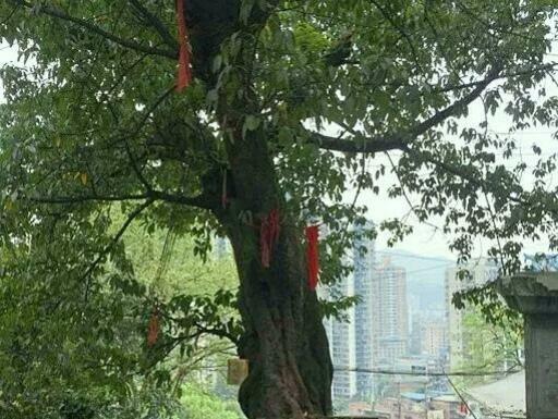 黄葛树和黄桷树的区别，黄葛树（黄葛树图片）