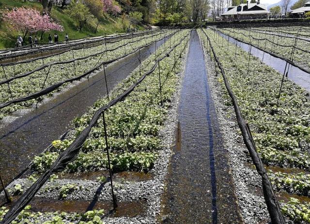 芥末为什么叫瓦萨比，瓦沙米是芥末吗（终于去了安昙野大王山葵农场）