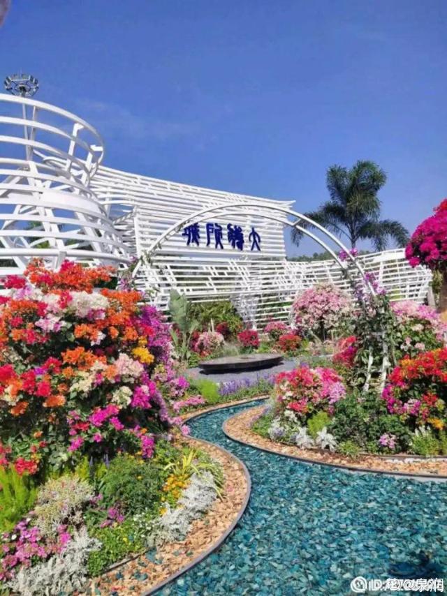 荷花有几种颜色，莲花有几种颜色分别是象征什么（1盆菊花售价1.2万）