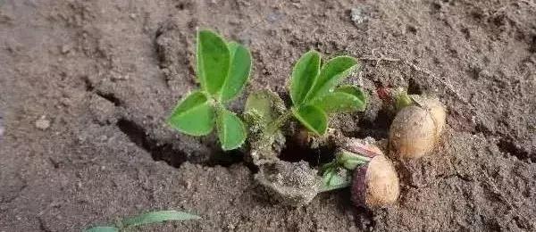 花生什么时候种，花生是什么时候种植的怎么种植（花生什么时候种）