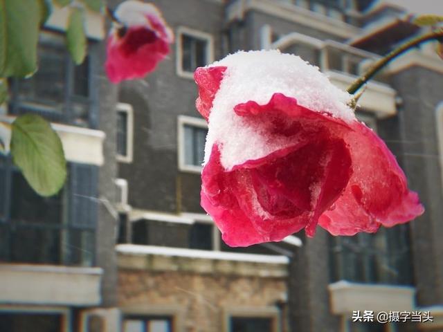 情侣唯美雪景图片，情侣唯美雪景图片真实（冬日初雪印象：一半冬雪）