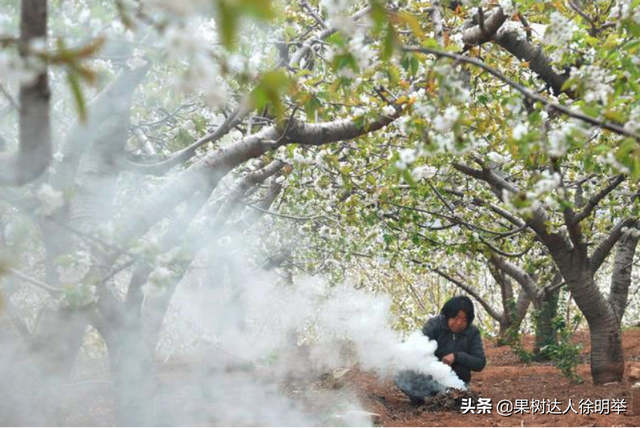 樱桃什么时候开花，樱桃什么时候开花网红（花期倒春寒预防很关键）