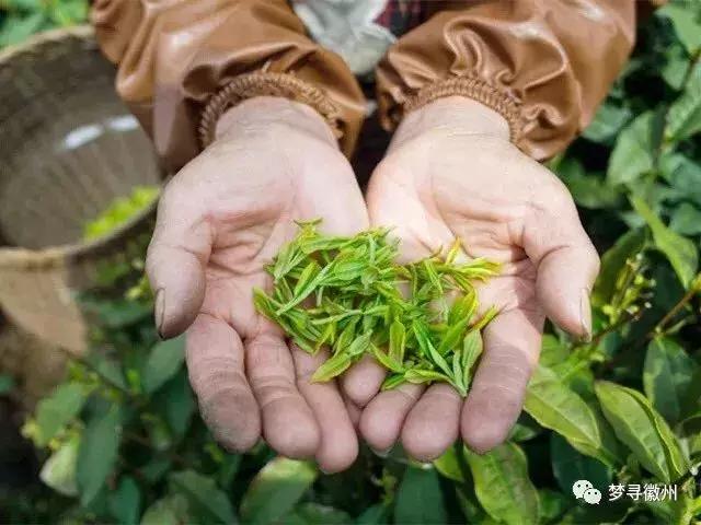 黄山毛峰属于什么茶，毛峰茶叶多少钱一斤（带您了解真正的黄山毛峰）