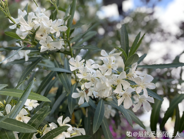 植物有哪些种类名称，植物都有哪些种类名称（80种常见植物图解）