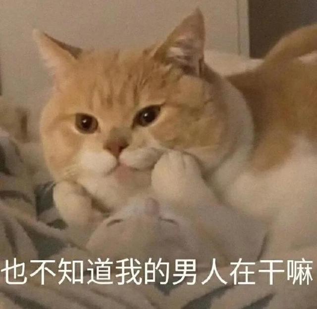一对可爱狗狗表情包图集，情侣专用狗狗猫猫可可爱爱沙雕表情包