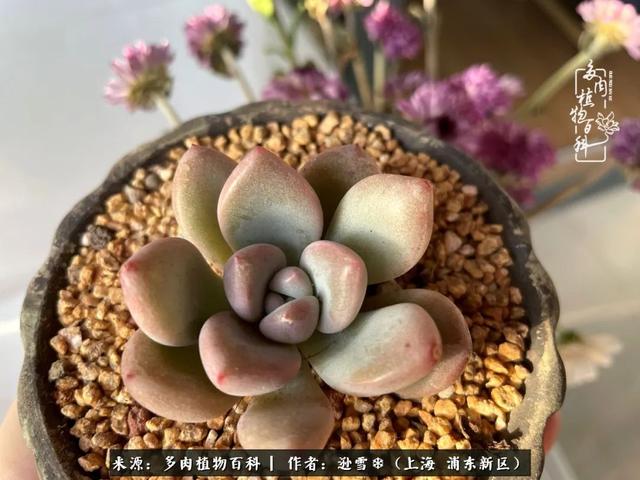 多肉植物图片，感恩相遇，余生相互关照（若绿多肉植物图片）