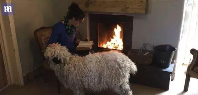 超可爱小羊羊，小羊太可爱了（却偏偏以为自己是条狗图片）