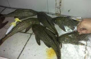 清道夫什么意思，清道夫是什么意思（为什么我们要研究鱼缸应该养几条鱼）