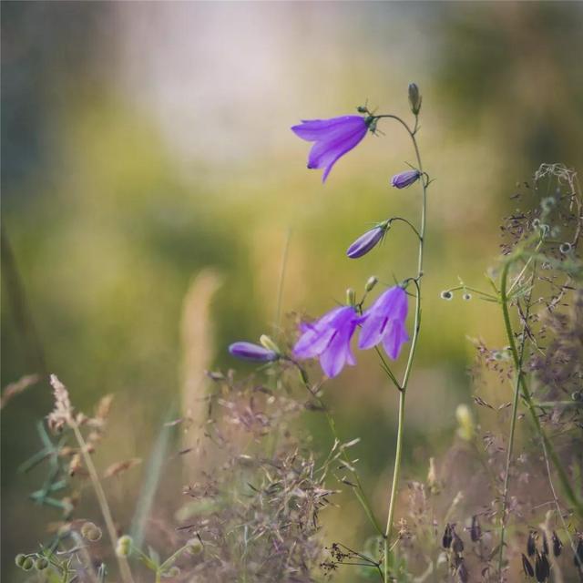 孟春 仲春 季春 暮春，孟春季春仲春是什么意思（春天的雅称，很美，很实用）