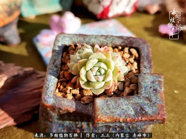 雪候鸟是什么意思，雪候鸟歌词表达什么意思（多肉于我从来不是锦上添花）