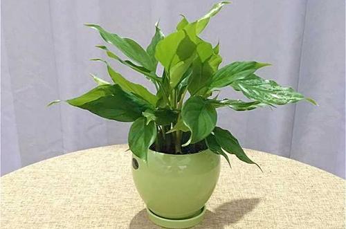 万年青树冬季养殖方法，常见万年青树怎么养（能预防干尖、焦边、枯黄）