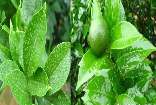 农用有机硅的作用是什么，农用有机硅的危害有哪些（农用有机硅的使用要点及其注意事项）