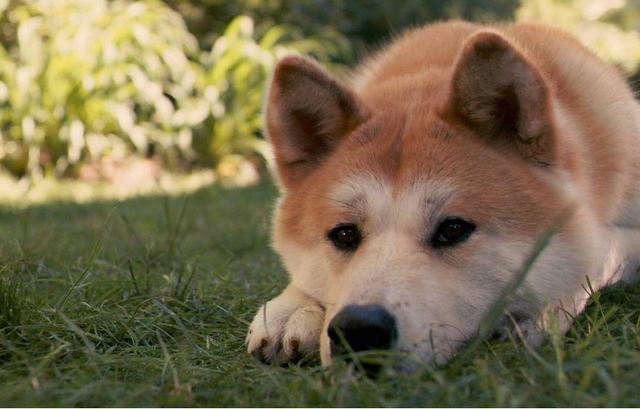 最认主人的狗排名，最认主人的狗排名是怎样的（它们一生只认一位主人）