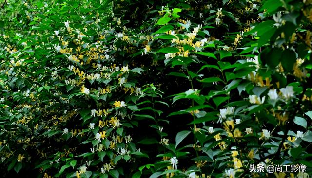 金银木的形态特征和果实作用详情介绍，金银木的果实功效与作用（黄白同枝姐妹花一一金银“木”）