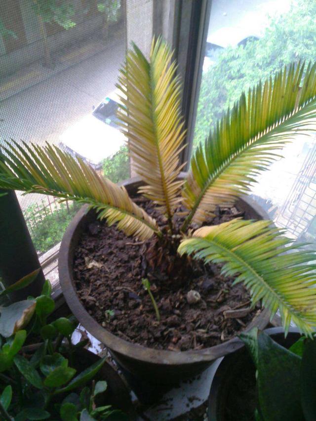 铁树叶子发黄怎么办啊，铁树叶子发黄怎么处理（变绿的方法现在教给你）