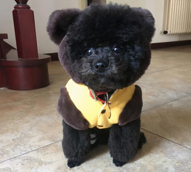 黑色的泰迪犬好养吗，黑色的泰迪犬好养吗视频（买泰迪要挑黑色的）