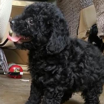 黑色贵宾犬(黑色贵宾犬图片欣赏)
