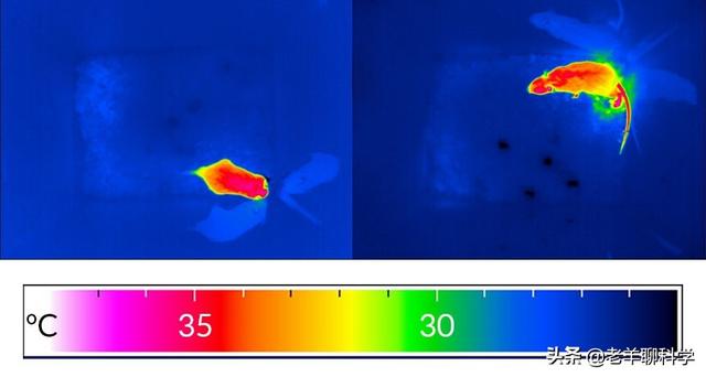 蛇是怎么冬眠的，蛇冬天怎么休眠（蛇在冬眠时“任鼠宰割”）