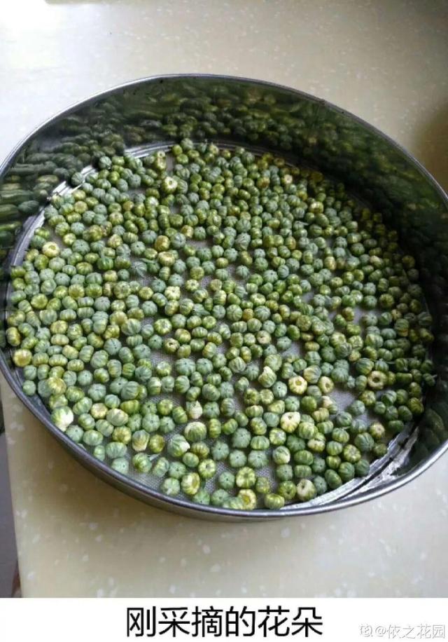 不锈钢盆可以放烤箱吗，烤箱里可以放不锈钢盆吗（10种花最养人）