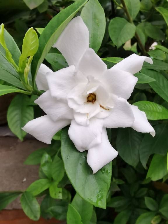 有香味的花(哪些花香味比较好闻)
