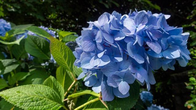 什么花是蓝色的，什么花是淡蓝色的（夏季种花就得选“清凉花”）