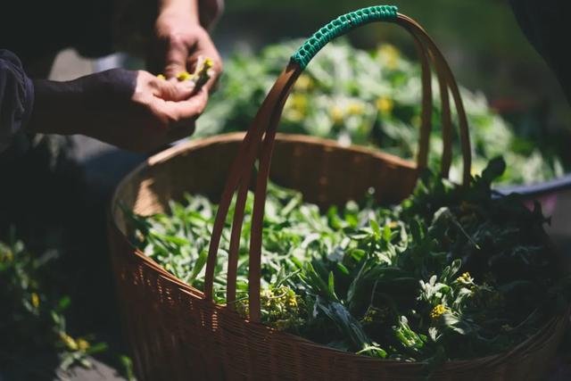 水菊(水菊草),吃一口黄花粑粑你就知道了(菊水是什么) 水菊(水菊草),吃一口黄花粑粑你就知道了(菊水是什么)