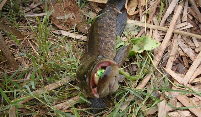 路亚怎么钓黑鱼，路亚是怎么钓鱼（还可以试试这种软饵）