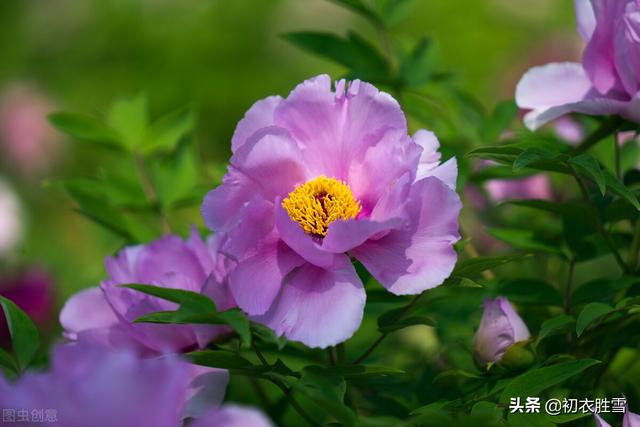 描写谷雨时节赏牡丹花的古诗词，谷雨节气牡丹诗词7首