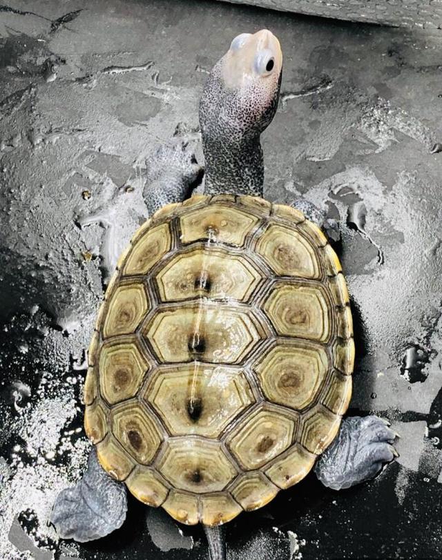 巴西龟水位要多高，养巴西龟放多少水（水位对龟的生长也很重要的）