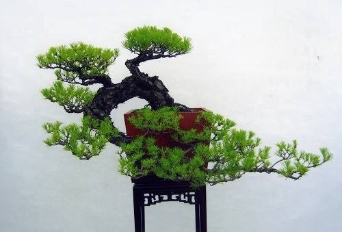 悬崖式盆景你了解吗-制作时要注意什么(悬崖式盆景的制作方法) - 彝家