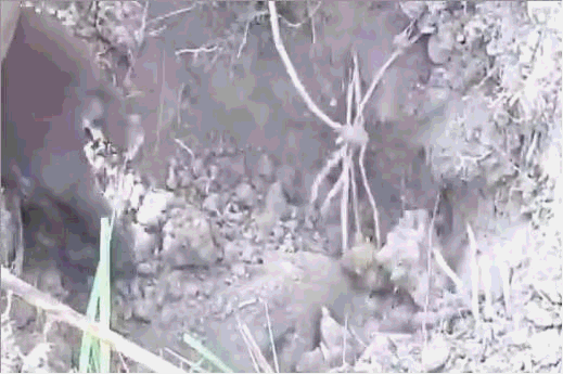 没有水的鱼，没有水的鱼没有翅膀的鸟（生活在干旱地带的神奇鱼类）