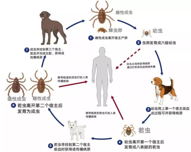 防止蜱虫爬身上涂抹什么，被蜱虫咬了擦什么药膏（又是一年春来到）