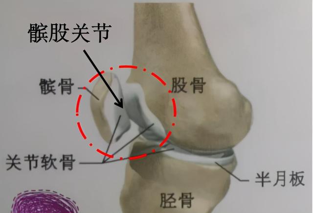 膝关节图片结构图，膝关节细节解剖图（不同位置的膝盖疼）