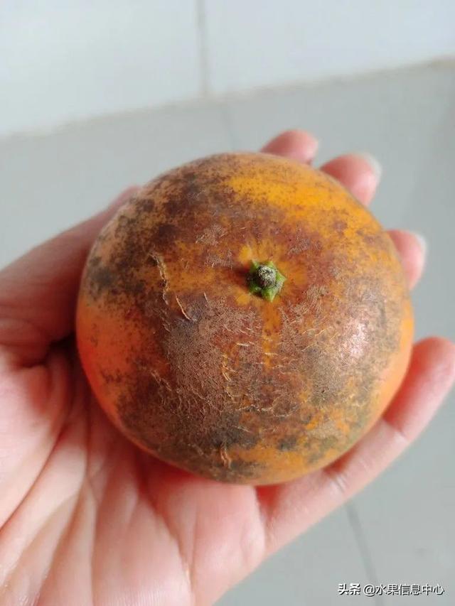 醋柳果的功效与作用，醋柳果的功效与作用及禁忌（国内有哪些小众特色水果）