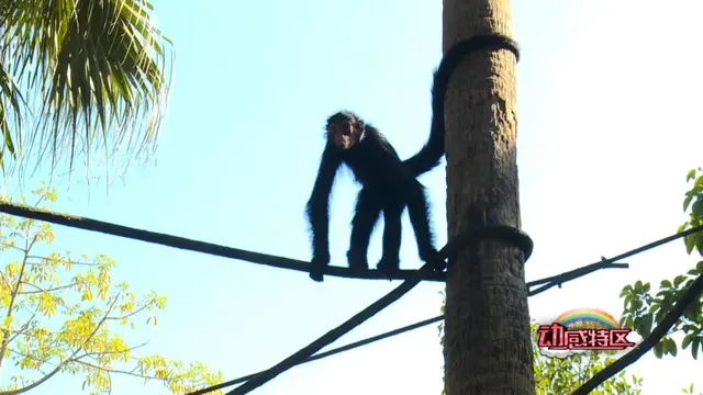 猩猩、狒狒和猴子的区别，狒狒和猩猩谁是猴科动物（是猿是猴，傻傻分不清楚）