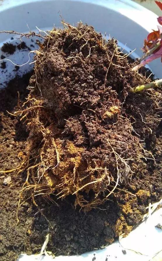 废旧花泥的妙用，废旧花泥可以种花吗（换盆后旧土别扔）