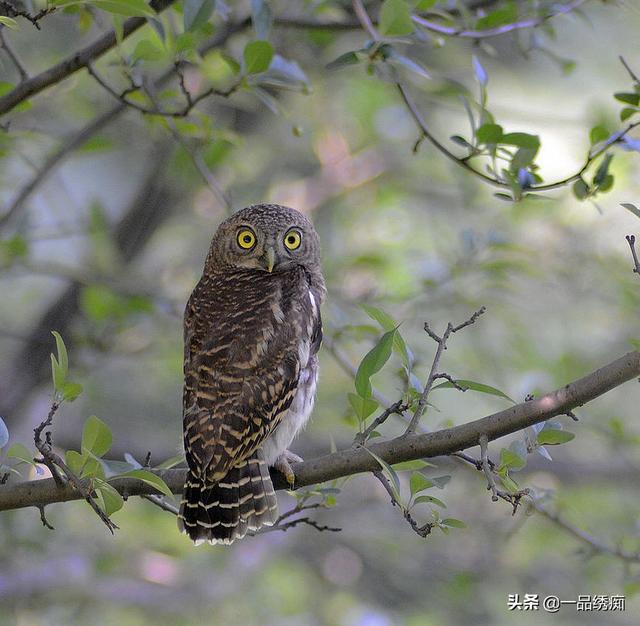 一个东一个鸟怎么读，一个东一个鸟怎么念（见过好多鸟名生僻字）