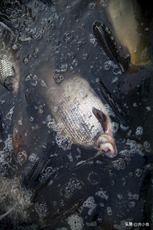 松花江鱼种类,东北松花江鱼种类(谁都会说“三花一岛”) 松花江鱼种类,东北松花江鱼种类(谁都会说“三花一岛”)