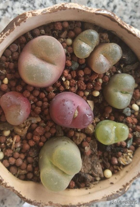 二十种最难养的多肉，家里千万不能养多肉（看似好养实际难养的多肉）