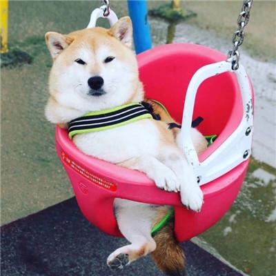 柴犬情头，微信头像，柴犬情头（我还是没找到一起用狗狗情侣头像的人...）