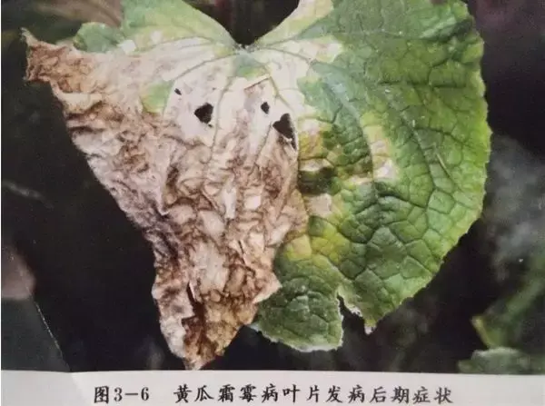 夏黄瓜靶斑病喷什么药特效，治疗黄瓜靶斑病的特效药（纯生物杀菌剂统统搞定）