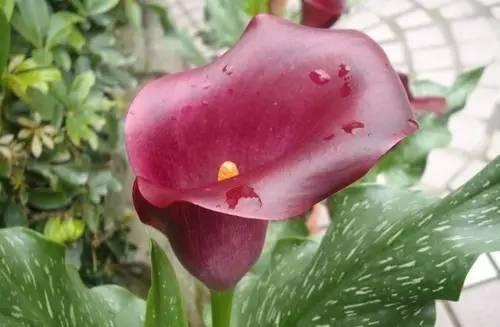 各种花的花语，各种花的花语爱情（史上最全花语大全）