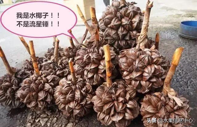 醋柳果的功效与作用，醋柳果的功效与作用及禁忌（国内有哪些小众特色水果）