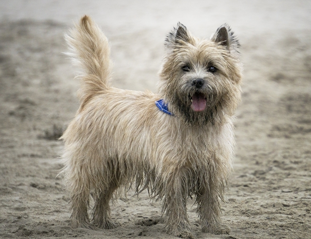 狗种类大全及名称，狗狗品种名称大全（“超可爱”的8种狗）