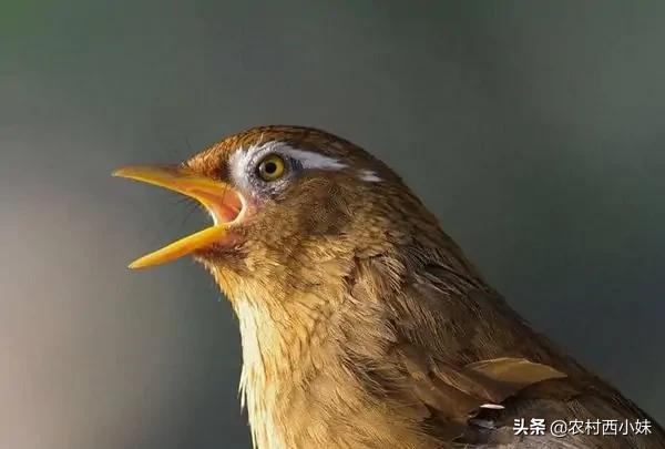 嘴巴像鸟一样的面相图片