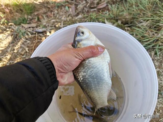 钓鱼为什么禁止用丁香，一斤白酒泡多少丁香钓鲫鱼（一款简单又好用的钓鱼药酒就诞生了）