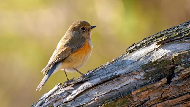 盘点秋分时节的6大传统习俗，秋分的和风俗（秋分节气的那些习俗）