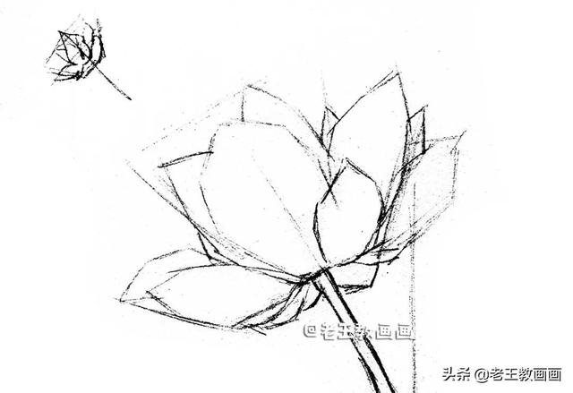 如何画荷花，如何画荷花国画（教你用彩铅画一朵荷花）