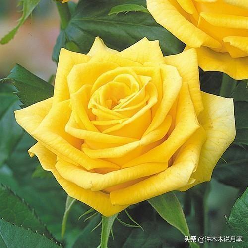 Thecastle.城堡网名，Thecastle.城堡（奥斯汀官方推荐月季品种）