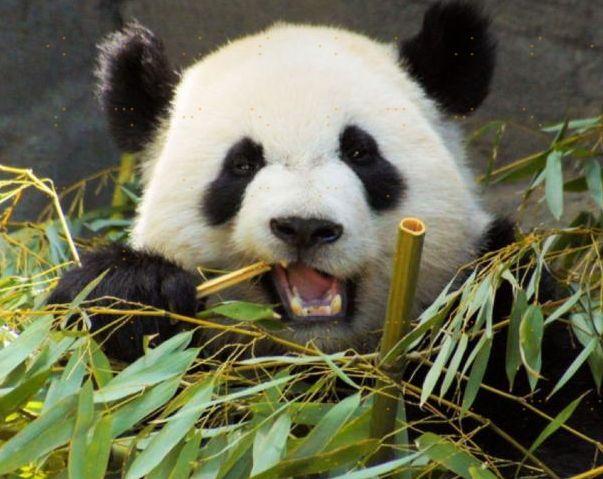 2,大熊猫没有天敌,又被人类严密保护,为什么数量还这么少?